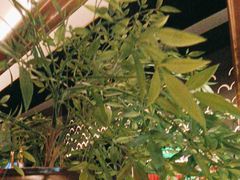 -六月雪干锅(绵阳王府井百货店)