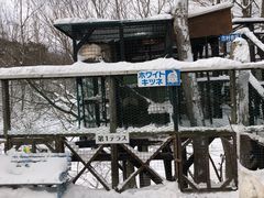 -宫城藏王狐狸村