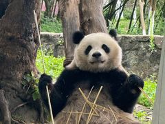 -都江堰中华大熊猫苑