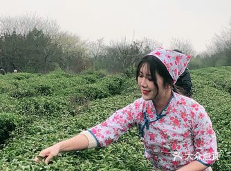江夏的茶园,是武汉最好的茶园