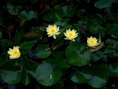 景点-莲湖公园