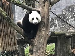 -都江堰中华大熊猫苑