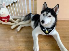 -Husky Go! 哈士奇体验馆·宠物咖啡厅狗咖