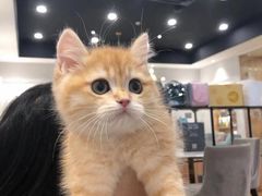 -袖虎·猫馆(体育西路店)