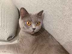 -米宠家·撸猫猫咖·专业洗猫·猫咪寄养(高新大都荟店)