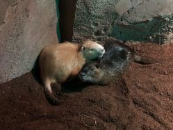 -酷嗒动物文化乐园(cutezoo西溪乐天城店)