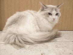 -飞行喵MR PILOT|猫舍·猫咖(静安大融城店)