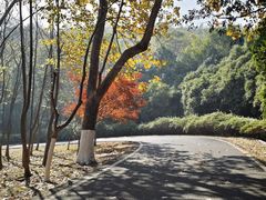 -宜兴龙背山森林公园