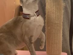 -MOCHA明星猫咖(田子坊店)