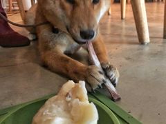 玛丽羊肋骨-the rug 飞毯 (朝阳公园店)