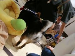 -逗柴咖啡屋·狗咖猫咖宠物桌游
