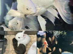 -青石桥花鸟鱼虫市场(叠翠城店)