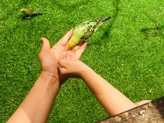 -绿色星球动物主题公园