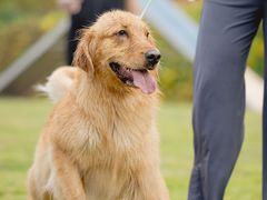 -趣玩宠物乐园寄养训犬训狗游泳池