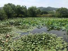 -长兴太湖图影湿地文化园