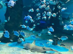 -北戴河圣蓝海洋公园