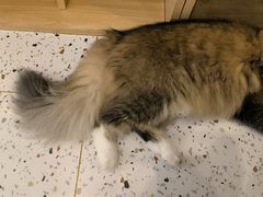 -猫域·湾主题猫咖·宠物吧(南坪城市广场店)