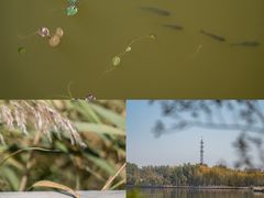 -野鸭湖国家湿地公园