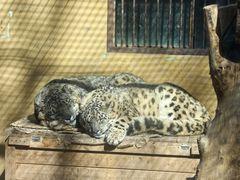 -青藏高原野生动物园