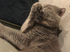 -浣熊柯尔鸭土拨鼠·电玩咖