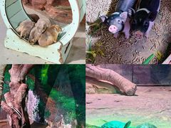 -正佳雨林生态植物园