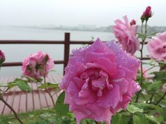 -鹅湖玫瑰文化园