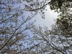 -高东镇樱花园