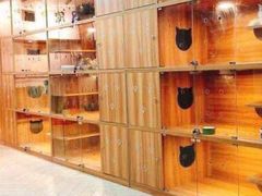 -喵百万·布偶·蓝金金渐层英短·猫舍(百子湾店)