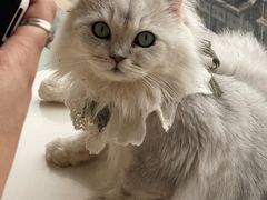 -怪兽屋·羊驼·猫咖·狗咖(俊华广场店)