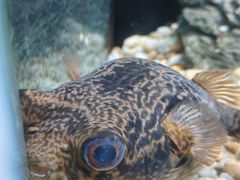 -上海海洋水族馆