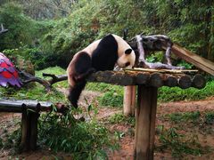 -广州长隆野生动物世界