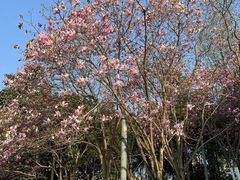 -重庆中央公园(渝北区)