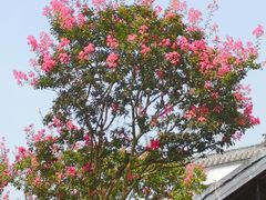 -武汉紫薇都市田园