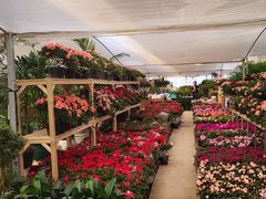 -龙大花卉苗木市场