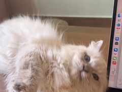-楼上猫咖(罗湖店)