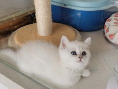 -糯米喵星人总部直营旗舰店·猫舍·幼猫出售