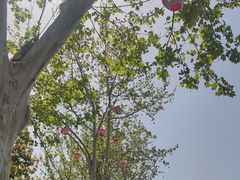 -洛阳市隋唐城遗址植物园