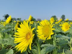 -汉长安城未央宫国家考古遗址公园