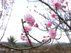 -天适樱花悠乐园