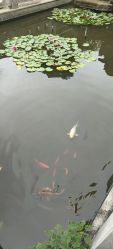 -安琪朵朵独栋花园月子中心