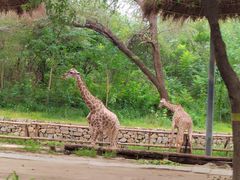 -北京野生动物园