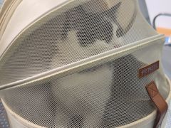 -天使宠物医院·犬猫分诊(彩虹店)