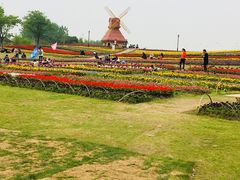 -杭州湾海上花田景区