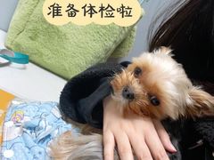 -伟伟宠物医院·CT影像中心·瑞派犬猫综合性门诊(汉口总院)