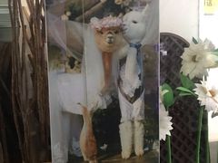 -藦茜花园宠物主题亲子互动体验馆(国顺东路店)