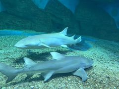 -泉城欧乐堡海洋极地世界