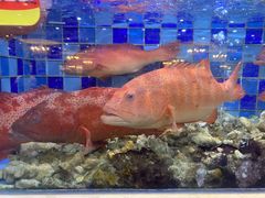 -渔家海鲜舫(宝湖路店)