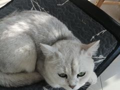 -平行世界·猫咖(首经贸店)