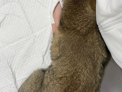 -纳吉亚猫专科动物医院博雅分院