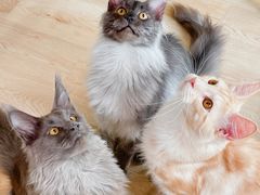 -十年猫舍·猫咪专门店(普陀店)